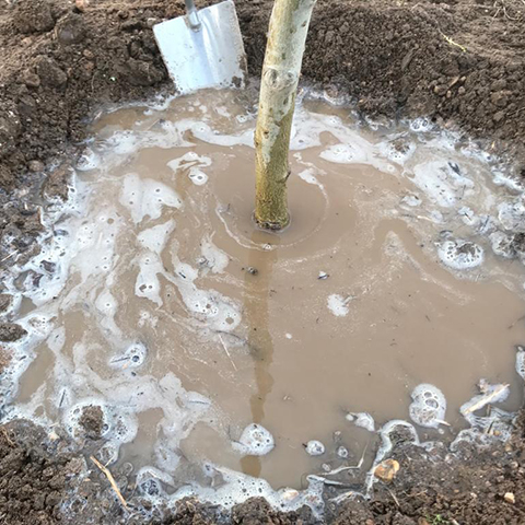 gewässertes Loch für den Baum